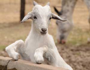 What Is Your Favorite Animal Tale? Image